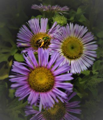 Beach Daisy...Loves Sunshine, Butterflies & Bees!