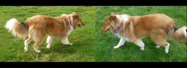 Before and after of our rough collie