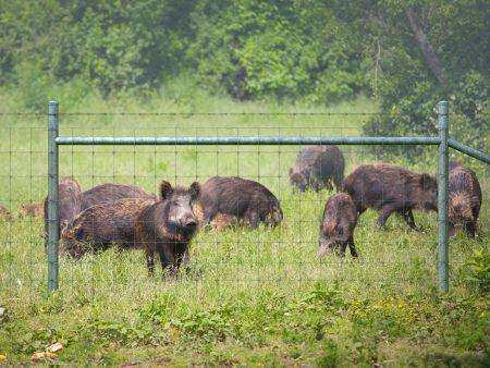 Protect your property from the problem of feral hog damage.