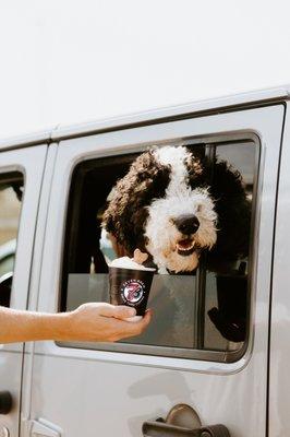 7 Brew Coffee Pup Cup