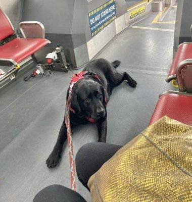 my pup on the bus after a great visit with Dr. Hepner : )