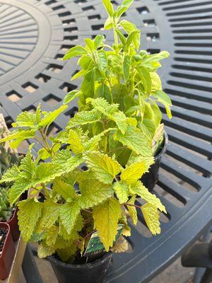 Lemon balm in the front and Holy Basil in the rear