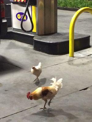 Chickens at the gas station? Not random at all.