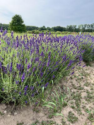 Lavender bushes