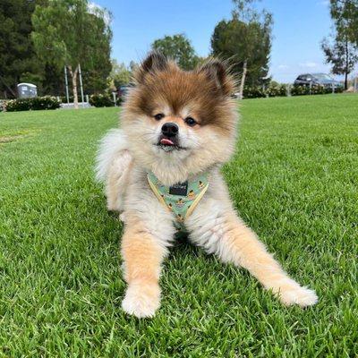 @venicethepom just hanging out