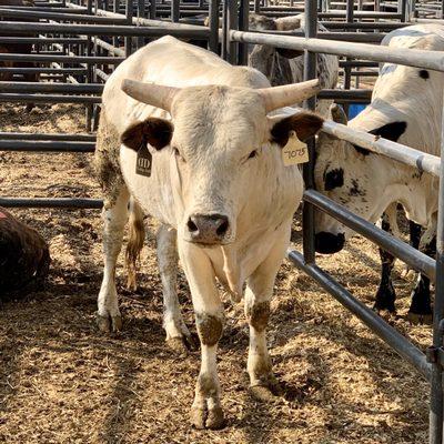 American Bucking Bull