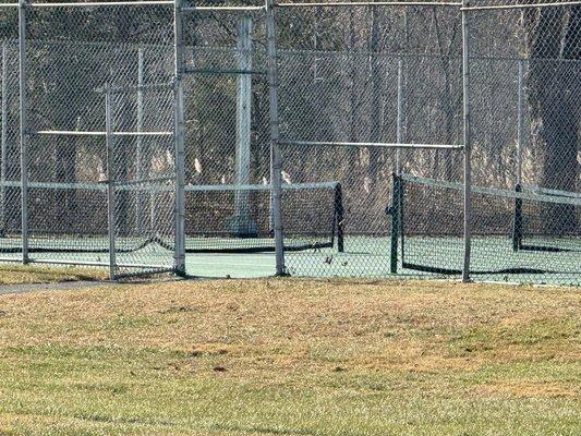 Tennis courts