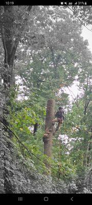 Dead Oak removal