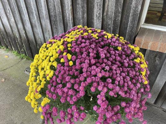 Pretty porch flowers