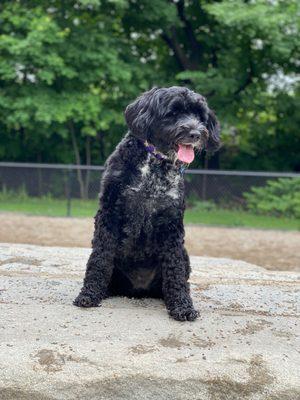 Calm Canine Academy - NYC