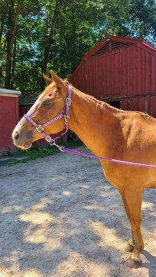 Patrick was a sweetie!  All the horses are so well cared for!