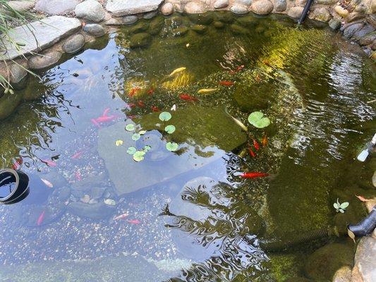 Fish in backyard pond.