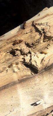 Damp wood termite