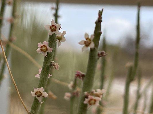 Chihuahuan Desert Nature Center