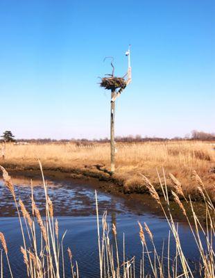 Osprey area