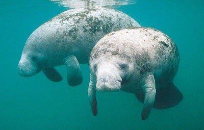 State Mammal Manatee 07/13/17 photo compliments fl.gov