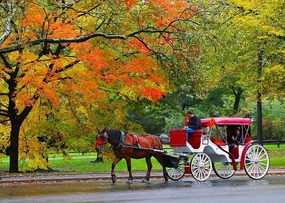 Central Park horse carriage