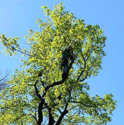 Cincinnati Tree Trimming Services