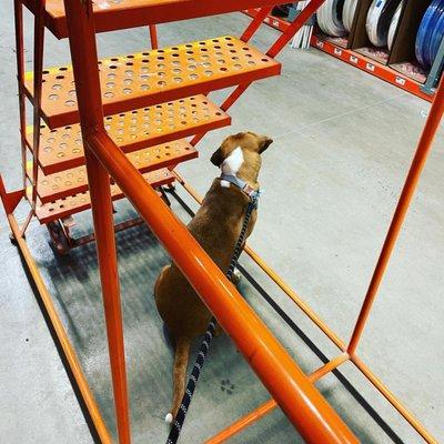 Guarding the stairs like a good boy.