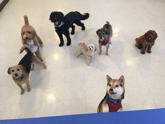 Happy pups in daycare!