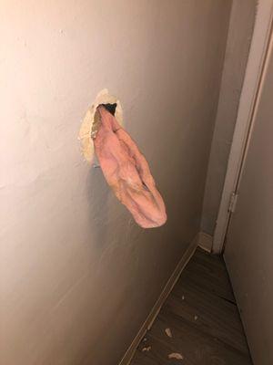 Bathroom wall opened up last night- sent in for maintenance requests- nothing has been followed up on. This was in the wall.