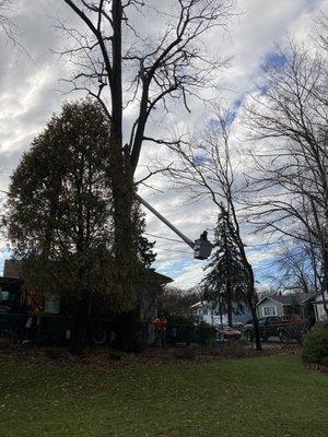 95 foot dead hickory with power lines below