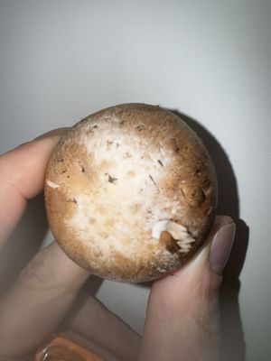 Another moldy mushroom