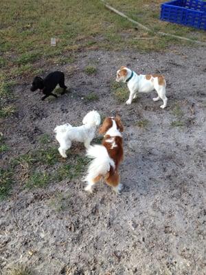 Playing in Preppy Pet Park