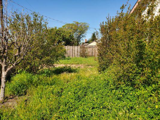 Before: overgrown, uneven mess of weeds