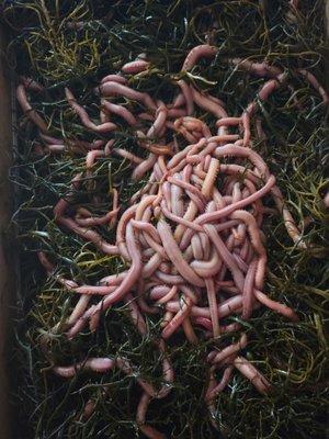 FRESH BLOODWORMS JUST IN