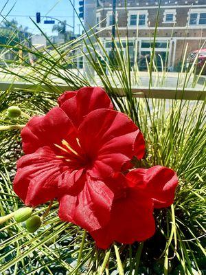 Flowers outside