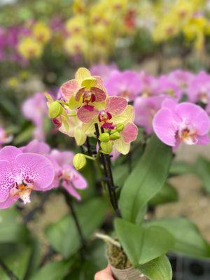 Bamboo And Orchid Gardens