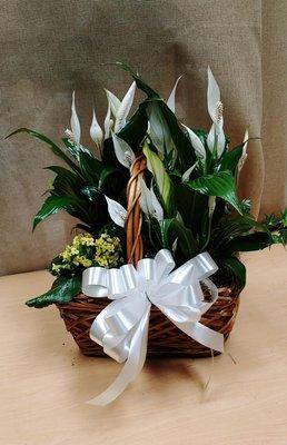 Sympathy plant basket with white bow