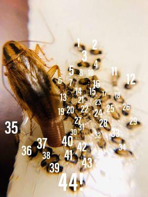 A German roach egg capsule can contain up to 48 babies!