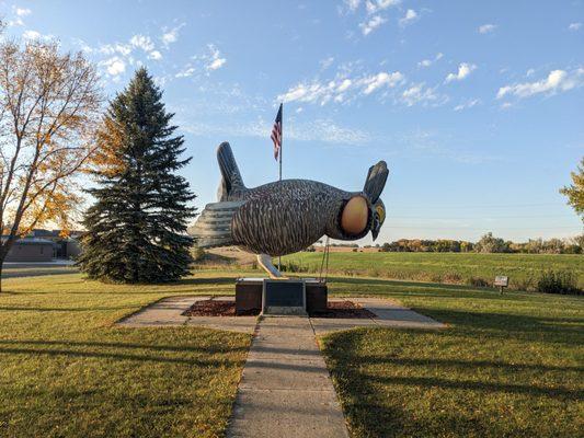 World's Largest Booming Prairie Chicken