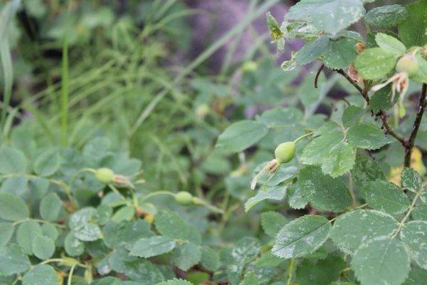 Wild rose hip