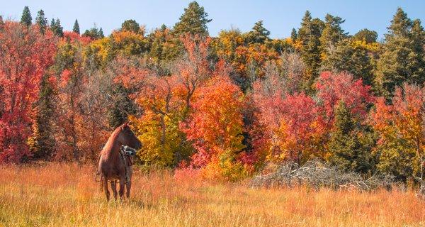 Pilgrim at Rising K Ranch in the Fall