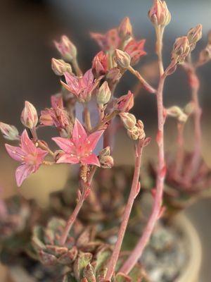 Tiny plant with big flowering ambitions!