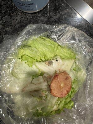 Maggots in the iceberg lettuce.