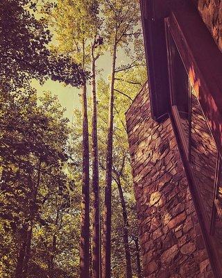 Removal of a 120 ft Poplar Tree in Saucon Valley, Pa. One of my favorite jobs actually!