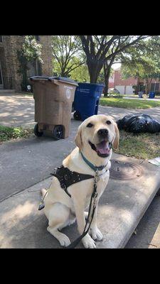 Guide Dog demonstrating how to navigate around cluttered sidewalk.