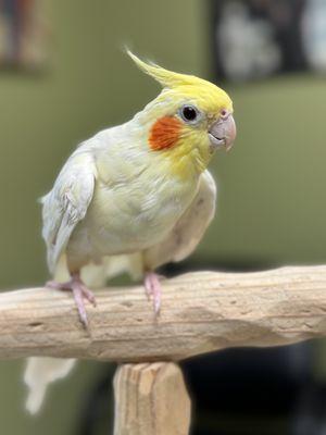 Specialized Care for Avian & Exotic Pets