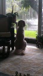 Rain, rain go away.  I want to go out and play at Tina's.