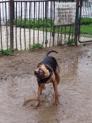 After it rains the park usually has muddy puddles.