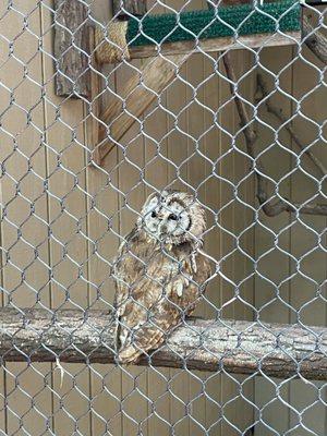 Tawny owl