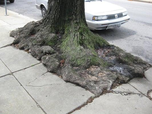 the roots of an old tree (on the sidewalk outside)