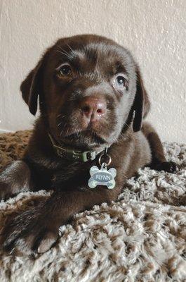 Chocolate lab