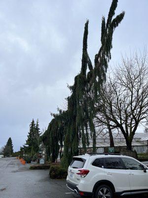 Weeping Giant Sequoias