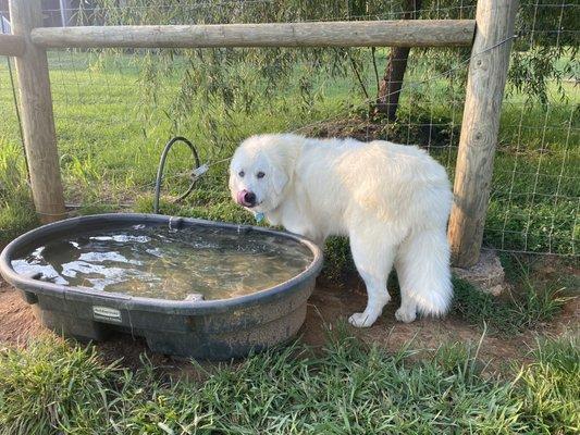 Thank you to take good care of my farm great Pyrenees Luna she looks stunning