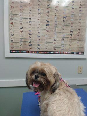 My adorable client ..doing research on dog breeds (I think she thought it was a dating site)